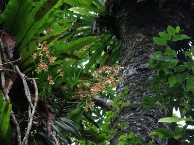 Trichoglottis luchuensis, photographed by 葉子