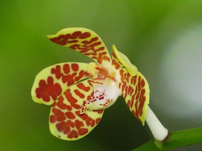 Trichoglottis luchuensis, photographed by 葉子