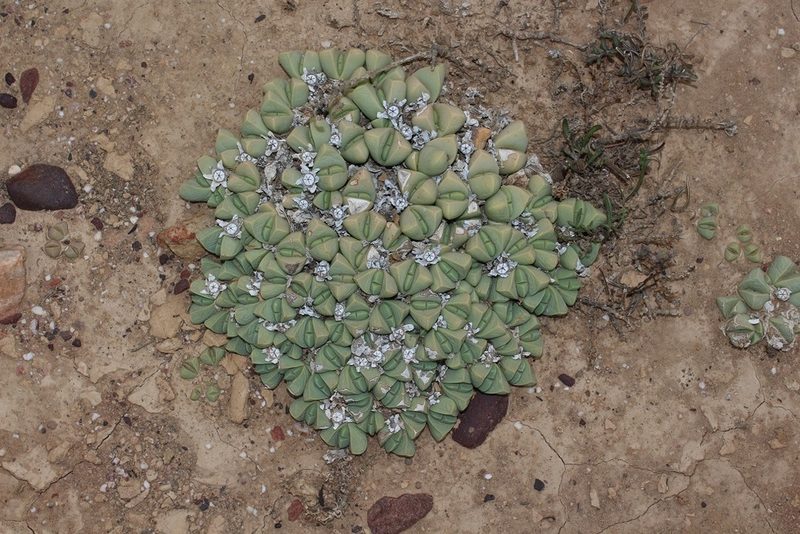 Gibbaeum petrense, photographed by Brian du Preez