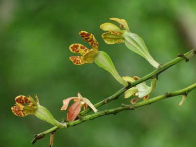 Trichoglottis luchuensis, photographed by 葉子