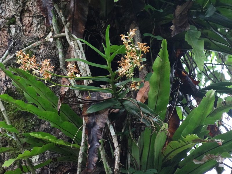 Trichoglottis luchuensis, photographed by 葉子
