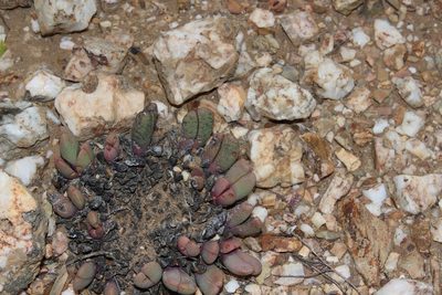 Antegibbaeum fissoides, photographed by Brian du Preez