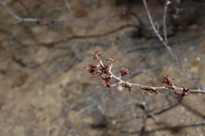 Adromischus filicaulis, photographed by Brian du Preez