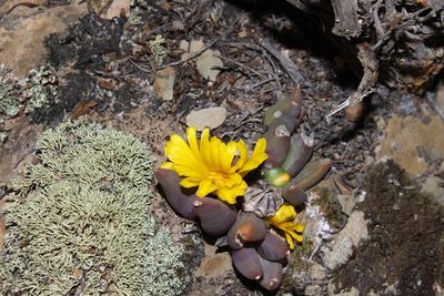 Glottiphyllum fergusoniae, photographed by Brian du Preez