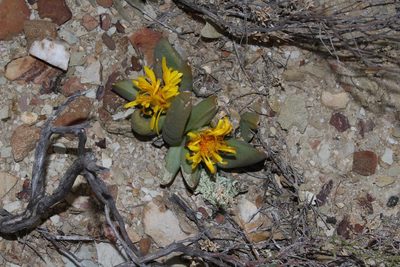 Glottiphyllum fergusoniae, photographed by Brian du Preez