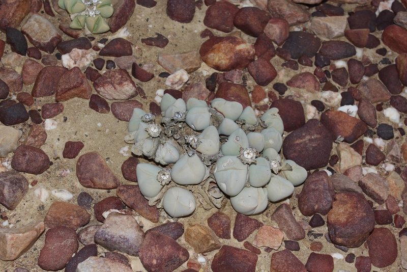 Gibbaeum album, photographed by Brian du Preez