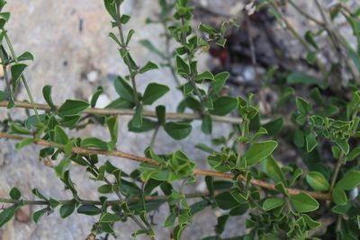 Psoralea bowieana, photographed by Brian du Preez