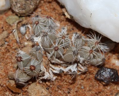 Trichodiadema marlothii, photographed by Brian du Preez
