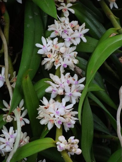 Trichoglottis rosea, photographed by 葉子