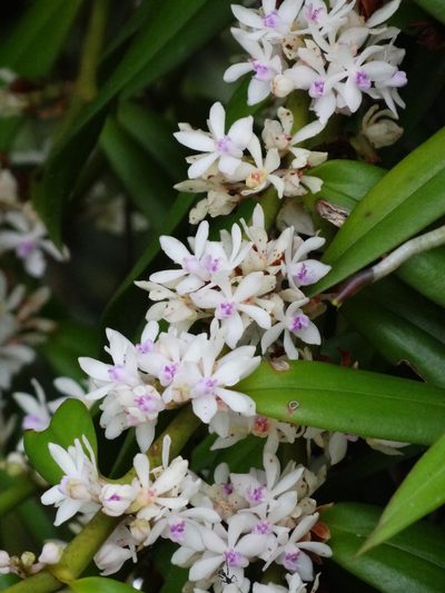 Trichoglottis rosea, photographed by 葉子