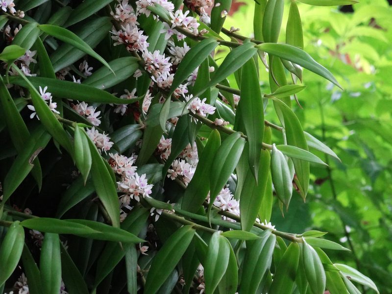 Trichoglottis rosea, photographed by 葉子