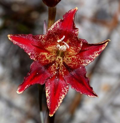 Gladiolus emiliae, photographed by Brian du Preez