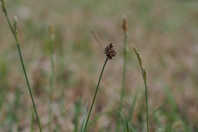 Luzula capitata, photographed by harum.koh