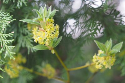 Lindera umbellata, photographed by harum.koh