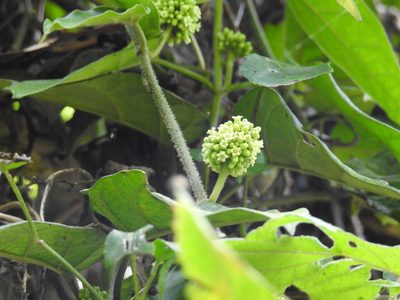 Marsdenia tinctoria, photographed by 黃美滿