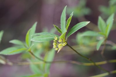 Lindera umbellata, photographed by harum.koh