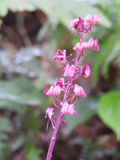 Liparis gigantea, photographed by 黃美滿