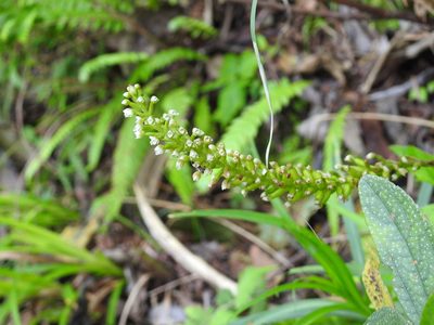 Goodyera procera, photographed by 黃美滿
