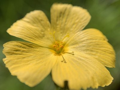 Piriqueta cistoides, photographed by mark-groeneveld