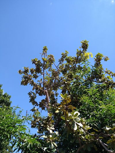 Eriotheca pubescens, photographed by Leonardo Bergamini