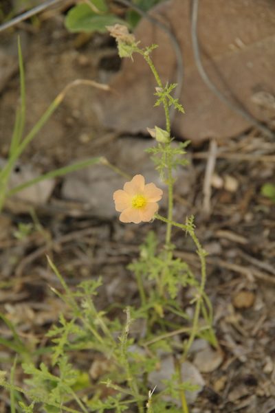 Sphaeralcea pedatifida, photographed by Eric Knight