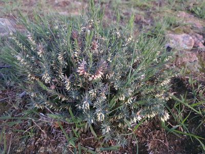 Melichrus urceolatus, photographed by Claudia Schipp