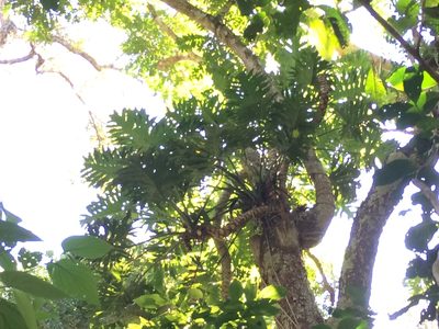Philodendron bipinnatifidum, photographed by B. Phalan