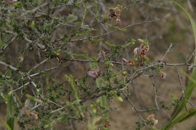 Krameria ramosissima, photographed by Eric Knight