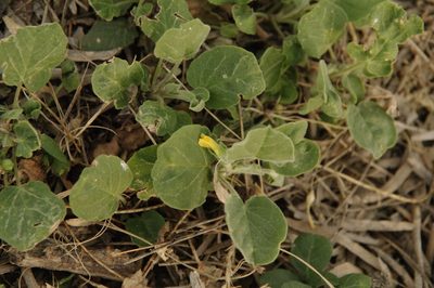 Oxalis dichondrifolia, photographed by Eric Knight