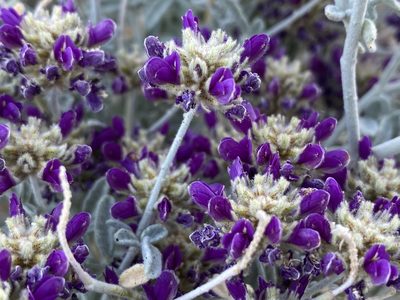 Psorothamnus emoryi, photographed by desertnaturalist