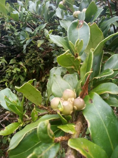 Panopsis costaricensis, photographed by Leo Arias