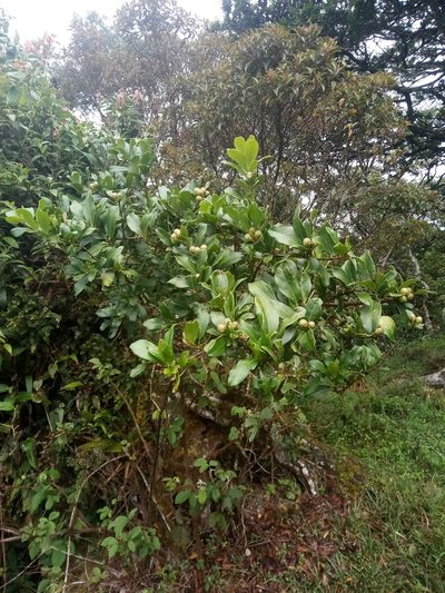 Panopsis costaricensis, photographed by Leo Arias