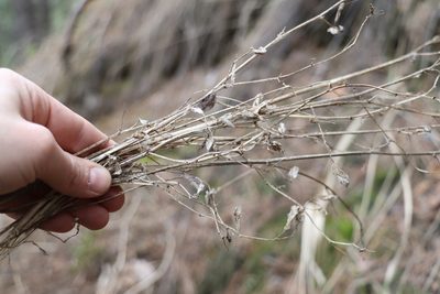 Medicago platycarpos, photographed by Nina Filippova