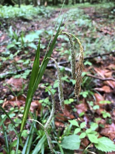 Carex agastachys, photographed by Thomas Ebner