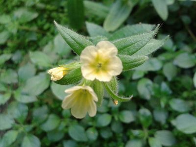Nonea lutea, photographed by Luca Fornasari