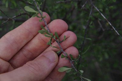 Phaulothamnus spinescens, photographed by Eric Knight