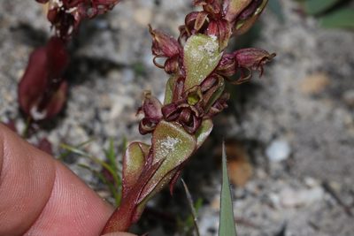 Satyrium lupulinum, photographed by Brian du Preez