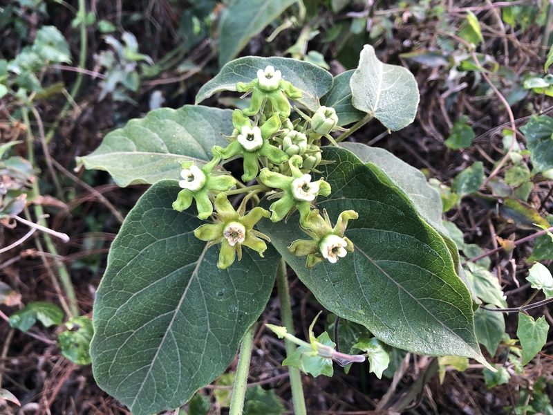 Gonolobus lasiostemma, photographed by Grete Pasch