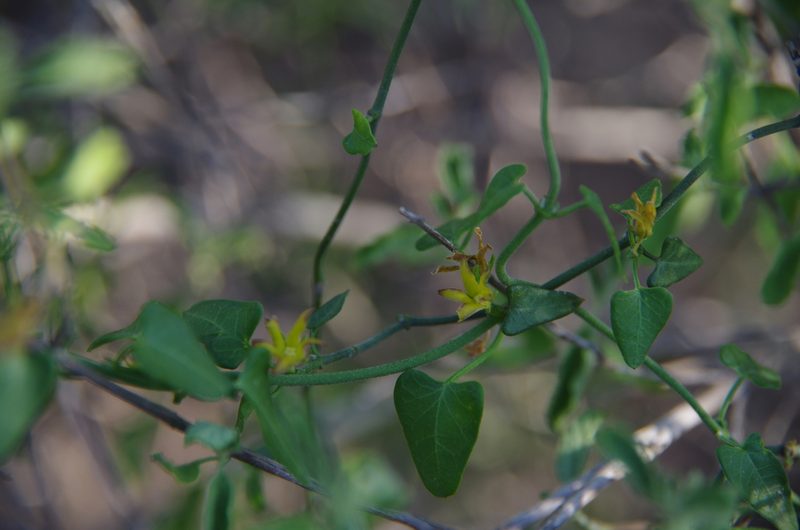 Pauciflora sagittifolia, photographed by Eric Knight