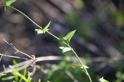 Pauciflora sagittifolia, photographed by Eric Knight