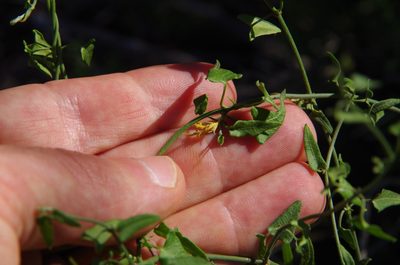 Pauciflora sagittifolia, photographed by Eric Knight