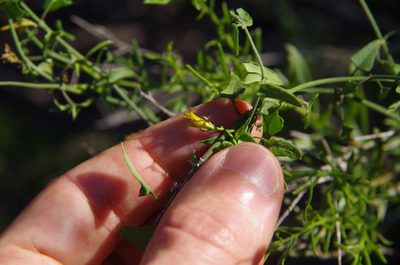 Pauciflora sagittifolia, photographed by Eric Knight