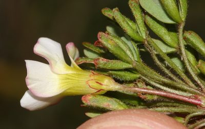 Oxalis recticaulis, photographed by Brian du Preez