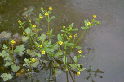 Ranunculus ophioglossifolius, photographed by Eric Verna