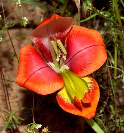 Gladiolus speciosus, photographed by Brian du Preez