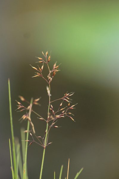 Agrostis rupestris, photographed by Christina s.l.