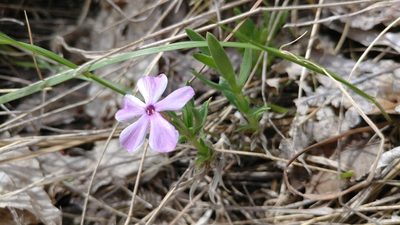 Phlox alyssifolia, photographed by Brian Dickerson