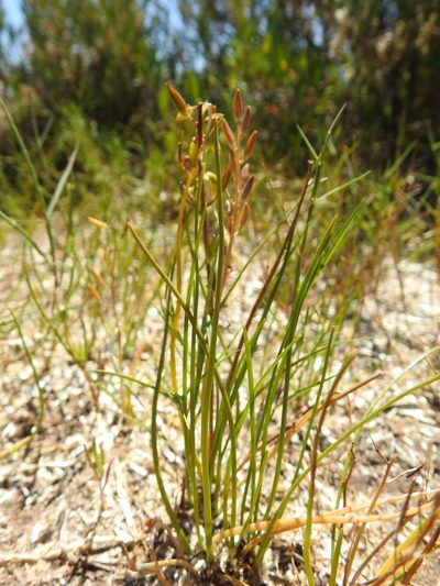 Triglochin barrelieri, photographed by Duarte Frade