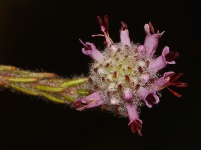 Erica barbigeroides, photographed by Brian du Preez