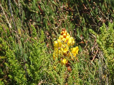 Cistanche phelypaea, photographed by Duarte Frade